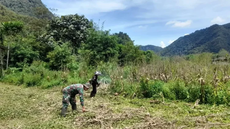 Babinsa Suliki Bersama Warga Bersihkan Lahan Jagung