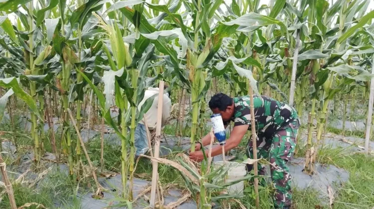 Babinsa Akabiluru Turun Sawah, Bersihkan Gulma Jagung Bersama Warga