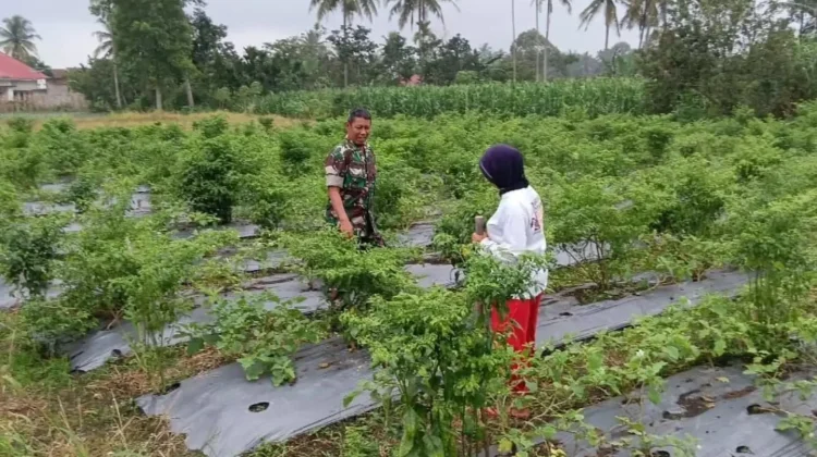 Babinsa Harau Rawat 400 Meter Lahan Cabai, Gulma Dibersihkan Bersama Warga