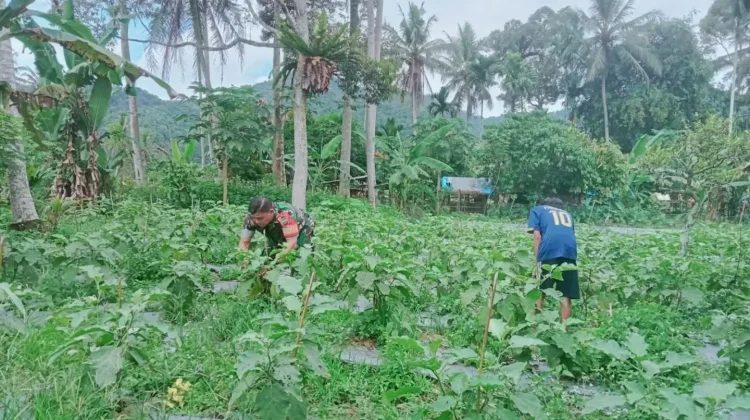 Babinsa Payakumbuh Rawat 1.500 Meter Lahan Terong Bersama Warga