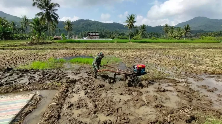 usai Panen, Babinsa Akabiluru Kembali Siapkan Lahan Padi