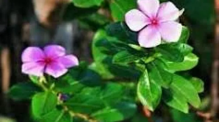 Mengenal daun Tapak Dara Tanaman Hias yang Memiliki Potensi untuk Kesehatan