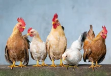 Lebih dari Sekadar Kehilangan, Inilah Makna Lagu “Ayam Den Lapeh”