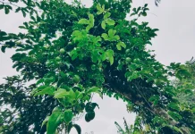 Tips Menanam Buah Markisa agar Berbuah Lebat