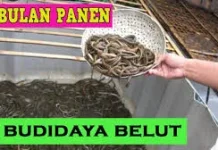 Cara Budidaya Belut