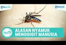 Kenapa Orang Disukai Nyamuk ?