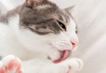 Enam Alasan Unik Kucing Sering Menjilati Tubuhnya Sendiri
