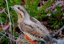 Mengenal Geliang Ular Burung Pelatuk Unik yang Bisa Meliuk