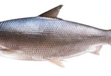 Manfaat Ikan Bandeng bagi Kesehatan Tubuh