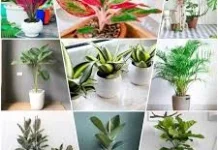 Cara Merawat Tanaman Hias agar Tumbuh Subur Selalu