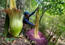 Bunga Bangkai Langka Mekar di Kawasan Pemancar RRI Bukittinggi