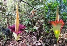 Bunga Amorphophallus Titanum Mekar Sempurna di Nagari Kumanis Sijunjung