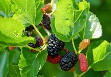 Khasiat Luar Biasa Buah Murbei untuk Daya Tahan, Jantung, dan Gula Darah