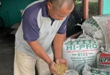 Petani Pasaman Barat Apresiasi Bulog Mampu Jaga Stabilitas Harga Panen