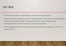 Kegunaan Zat Besi Bagi Tubuh