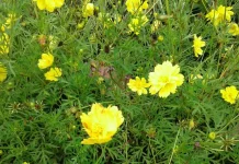 Tidak Sekedar Bunga, Kelikir Kaya dengan Manfaat Menakjubkan untuk Kesehatan