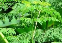 Daun Kelor dan Manfaatnya