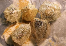 Buah Kecil dalam Balutan Kelopak Tipis