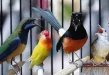 Bahaya Pelihara Burung di Ruang Sempit Minim Sirkulasi