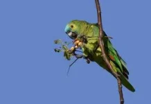 Nutrisi Terbaik Untuk Menjaga Kesehatan Burung Peliharaan