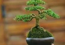 Penyebab Daun Bonsai Mini Membusuk Secara Tiba
