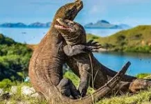 Indonesia Pinjamkan Komodo ke Jepang untuk Program Breeding Loan