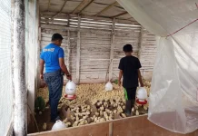 Babinsa 07/Kapur IX Dampingi Warga Beternak Ayam Potong untuk Kesejahteraan!