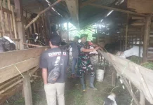 Babinsa 03/Suliki Kembangkan Usaha Ternak Kambing untuk Ekonomi Warga!
