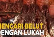 Mengenal Lukah Alat Tradisional Menangkap Belut