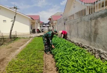 Babinsa Harau Bersama Warga Panen Kangkung di Nagari Batu Balang!