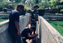 Babinsa Guguk Lakukan Perawatan Kolam Pasca Panen!