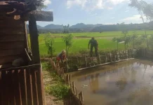 Babinsa Koramil 08/Akabiluru Dukung Budidaya Ikan Nila Warga Sukses
