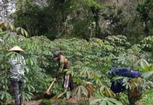 Babinsa Koramil 04/Luak Bantu Perawatan Ubi Kayu Warga Sukses Sekitar