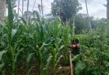 Babinsa Koramil 03/Suliki Bantu Penyiangan Rumput Tanaman Jagung Warga