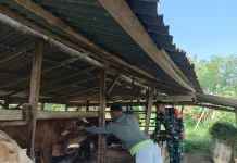 Babinsa Koramil 06/Guguak Dukung Peternakan Sapi Warga Sangat Sukses Sekali