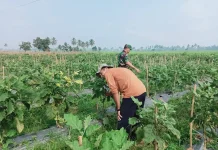 Babinsa Koramil 01/Payakumbuh Dukung Budidaya Tanaman Terong