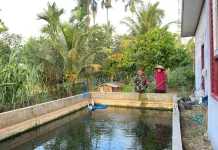 Babinsa Koramil 05/Harau Budidaya Ikan Lele Bersama Warga Sangat Sukses Sekali