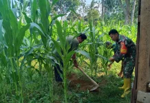 Babinsa Koramil 03/Suliki Dukung Pertanian Jagung Warga Sangat Sukses Sekali