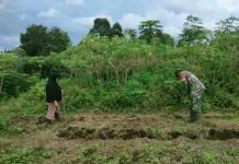 Babinsa Koramil 02/Pangkalan Dukung Pertanian Ubi Kayu Warga Sangat Sukses Sekali