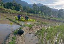 Babinsa Koramil 08/Akabiluru Dukung Pertanian Padi Warga Sangat Sukses Sekali