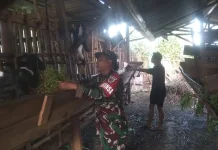 Babinsa Koramil 03/Suliki Dukung Warga Beternak Kambing Sangat Sukses Sekali
