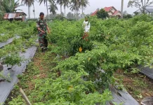 Babinsa Koramil 05/Harau Dukung Pertanian Warga Koto Tuo Sangat Sukses Sekali
