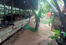 Babinsa Koramil 02/Pangkalan Dukung Pertanian Warga Pangkalan Sangat Sukses Seka
