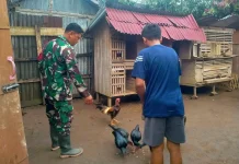 Babinsa Payakumbuh Utara Kembangkan Ternak Ayam Kampung Sangat Sukses Sekali