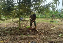 Babinsa Koramil 02/Pangkalan Manfaatkan Lahan untuk Tanaman Jagung Sangat Sukses