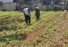 Babinsa Koramil 08/Akabiluru Lakukan Pemupukan Pertama Tanaman Jagung