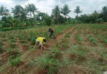 Babinsa Koramil 01/Payakumbuh Laksanakan Pembersihan Lahan Ubi Kayu