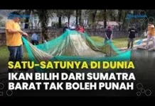 Habitat Ikan Bilih di Danau Singkarak Sumatera Barat