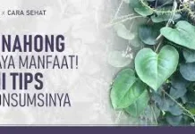 Daun Binahong Kaya Manfaat