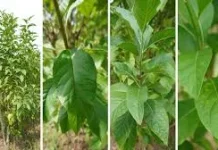Tanaman Herbal Memiliki Kandungan Vitamin, dan Mineral